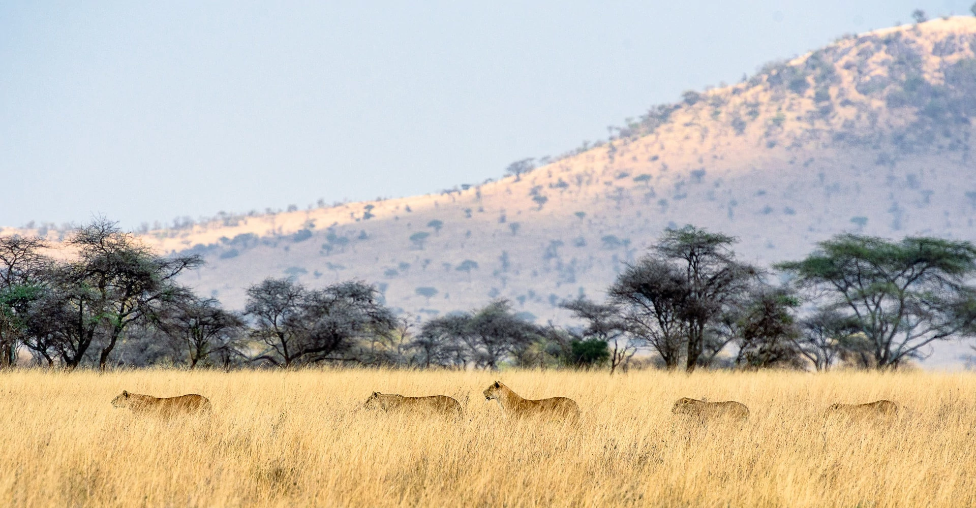 A pack of lions at the Serengeti National Park A pack of lions at the Serengeti National Park