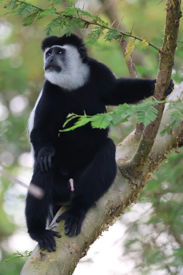 A Mantled guereza hanging on the trees