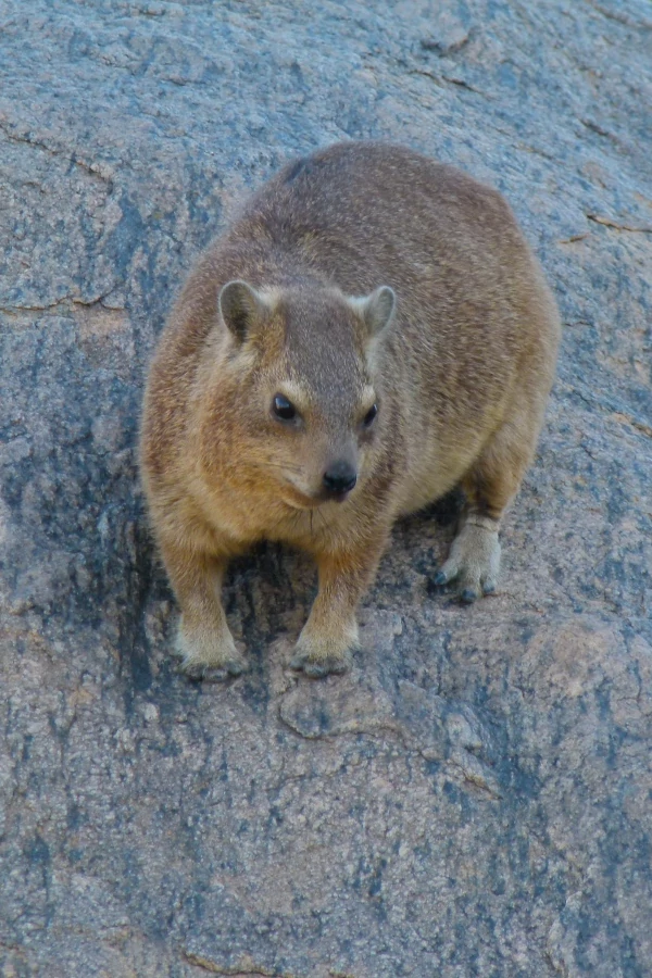Rock Hyrax resting on a rock