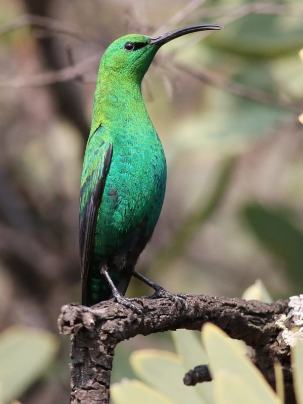 The beautiful Malachite Sunbird