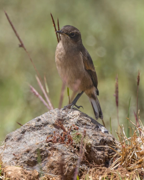 A Moorland Chat, one of the few bird species that can be spotted through the alpine zone of Kilimanjaro