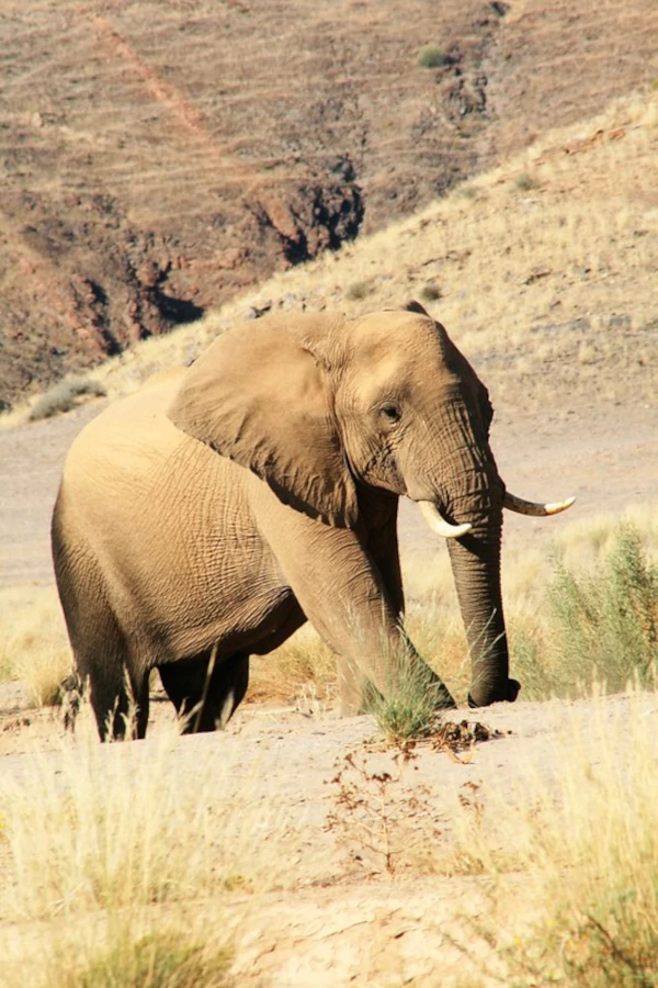 A desert elephant walking through the desert A desert elephant walking through the desert