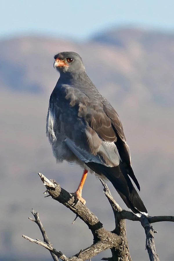 A pale chanting goshawk perched on a branch A pale chanting goshawk perched on a branch
