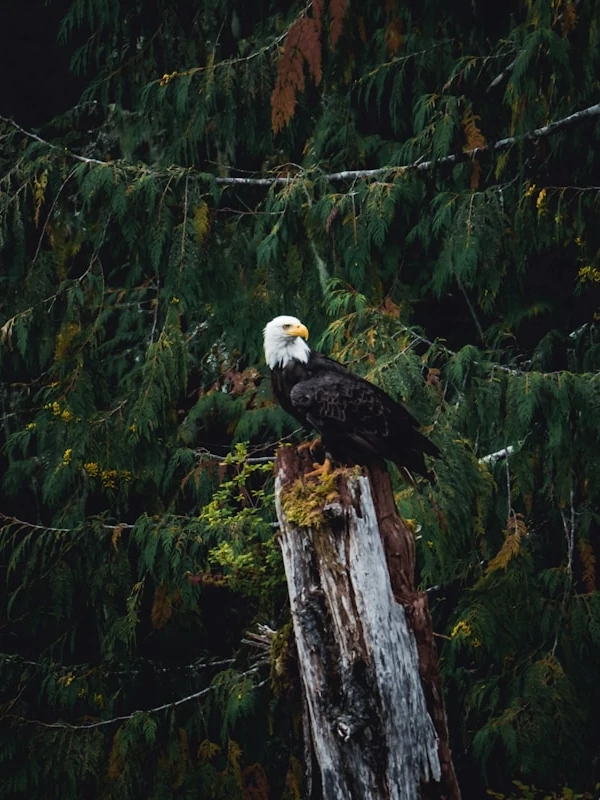 Águila calva posada sobre el tronco de un árbol Águila calva posada sobre el tronco de un árbol