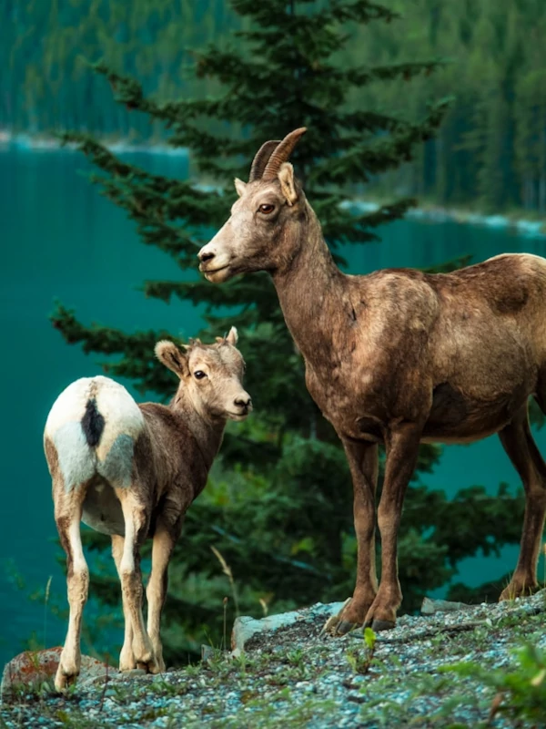 Un par de cabras paradas en la cima de una colina en el Parque Nacional Banff Un par de cabras paradas en la cima de una colina en el Parque Nacional Banff