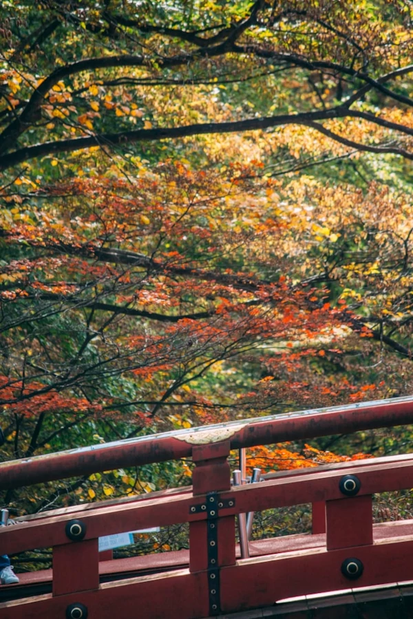 A red bridge and the colourful trees