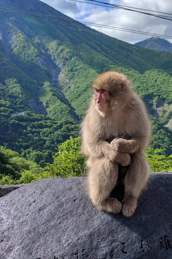 A Japanese Macaque sitting on top of a rock