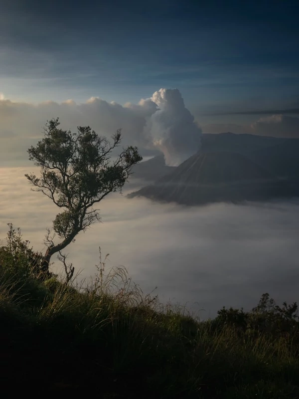 Un árbol y el monte Bromo a lo lejos Un árbol y el monte Bromo a lo lejos