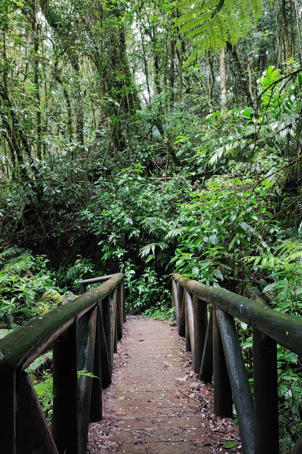 A well-maintained trail in La Tigra National Park, Honduras
