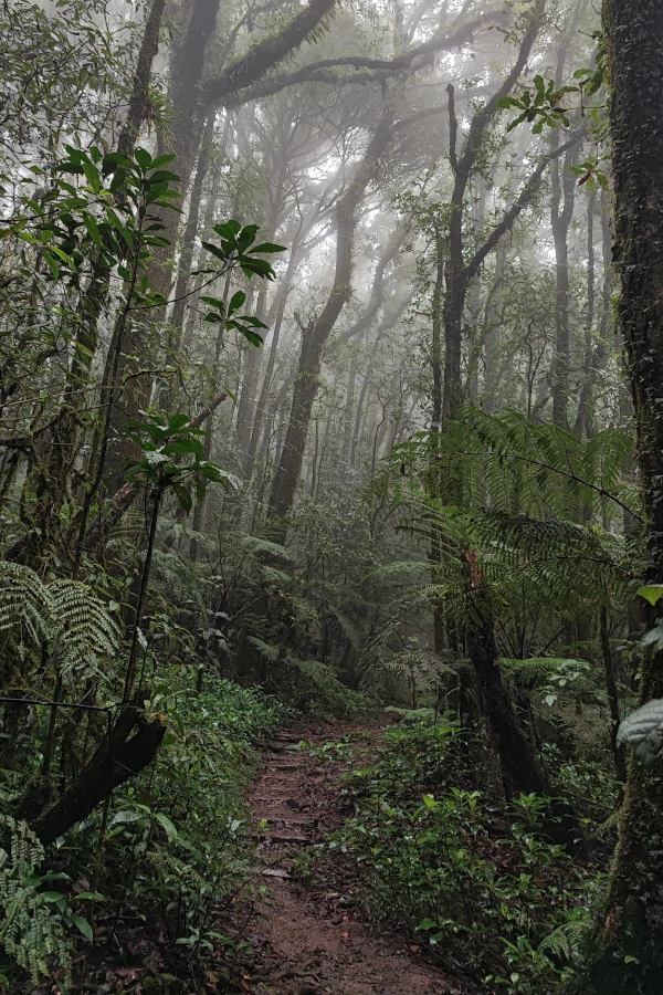 The clouded forest of La Tigra, Honduras