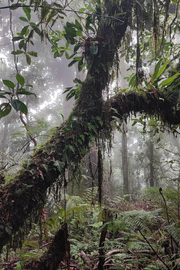Plants and mosses growing on the trees of La Tigra National Park, Honduras