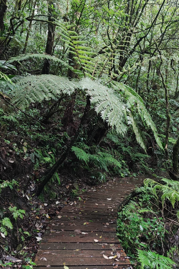 Lovely trail and plants at the forests of La Tigra National Park, Honduras