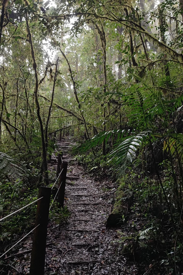 Trail that winds up the mountain in La Tigra National Park, Honduras