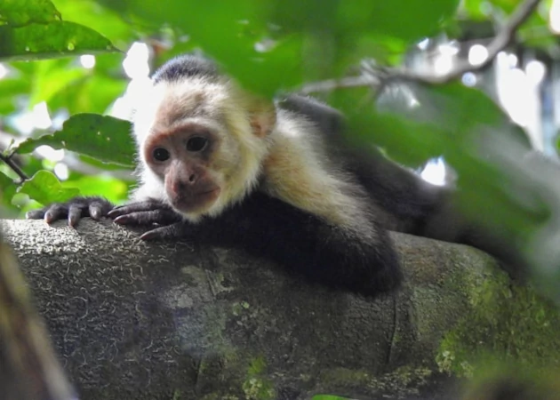 A Capuchin Monkey relaxing on a tree branch A Capuchin Monkey relaxing on a tree branch