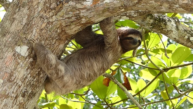 Un perezoso colgando de un árbol Un perezoso colgando de un árbol