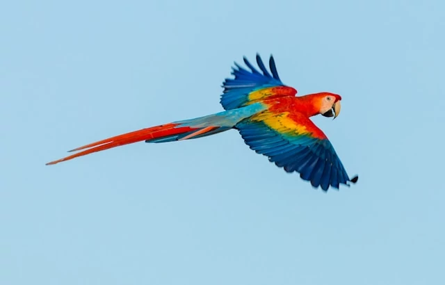 La hermosa guacamaya roja volando sobre los cielos de Costa Rica La hermosa guacamaya roja volando sobre los cielos de Costa Rica