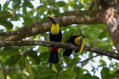 Una pareja de tucanes en la rama de un árbol. Una pareja de tucanes en la rama de un árbol.
