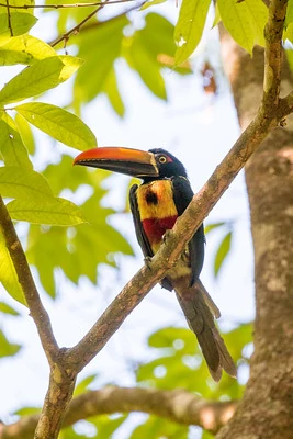 Un Arasarí piquinaranja en el Parque Nacional Manuel Antonio, Costa Rica Un Arasarí piquinaranja en el Parque Nacional Manuel Antonio, Costa Rica