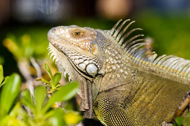 Una iguana verde, un lagarto muy común en el Parque Nacional Manuel Antonio, Costa Rica Una iguana verde, un lagarto muy común en el Parque Nacional Manuel Antonio, Costa Rica