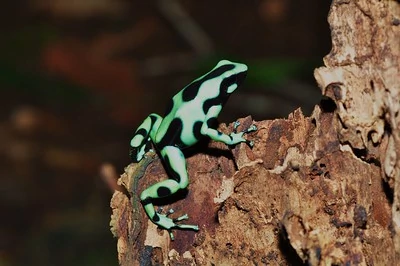 Las ranas flecha venenosas son más fáciles de ver durante la noche. Las ranas flecha venenosas son más fáciles de ver durante la noche.