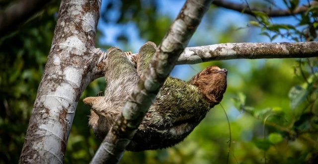 A three-toed sloth hangs from a branch high in the rainforest canopy A three-toed sloth hangs from a branch high in the rainforest canopy