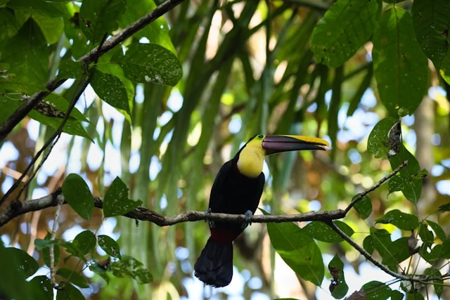 Toucan at Manuel Antonio National Park, Costa Rica Toucan at Manuel Antonio National Park, Costa Rica