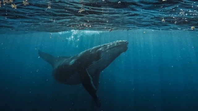 A humpback whale swimming in the open ocean A humpback whale swimming in the open ocean
