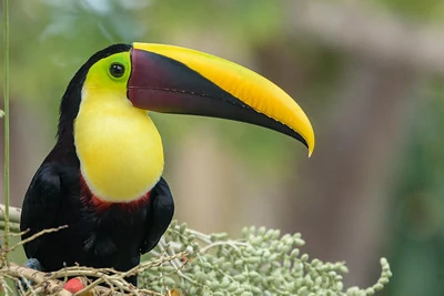 El tucán de pecho amarillo es una de las especies más emblemáticas del Parque Nacional Manuel Antonio