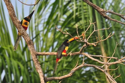 Arasaríes en un árbol