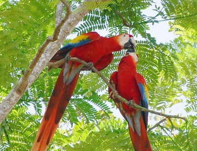 Una pareja de guacamayos escarlata en un árbol