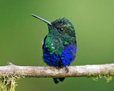 Un colibrí colorido descansando en una rama.