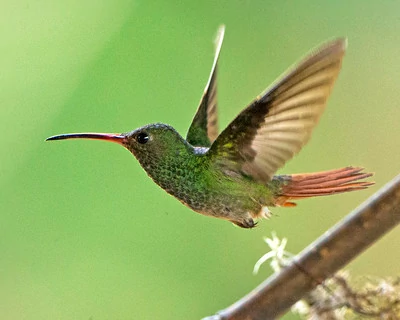 Un colibrí verde volando