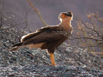 Un caracara parado sobre rocas