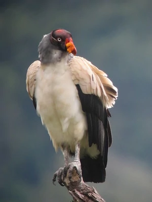 Un zopilote real posado en una rama