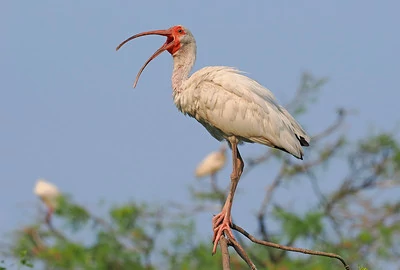Un ibis americano blanco posado en una rama