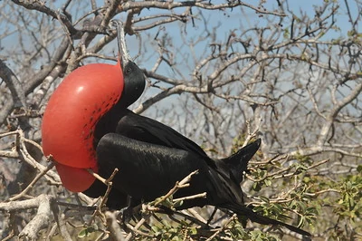 Una fragata común inflando su pecho rojo