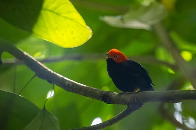 Un raro saltarín de cabeza roja posado en una rama