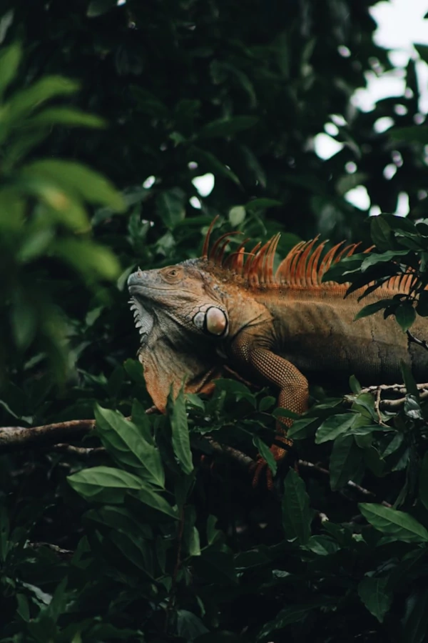 Una iguana verde en un árbol en Tortuguero Una iguana verde en un árbol en Tortuguero