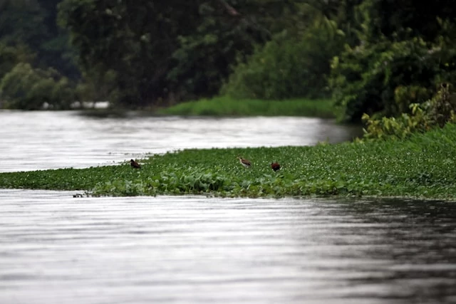 Aves en busca de alimento mientras se balancean sobre plantas que flotan en el río, Tortuguero, Costa Rica Aves en busca de alimento mientras se balancean sobre plantas que flotan en el río, Tortuguero, Costa Rica