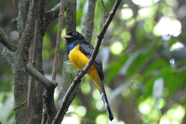 Un pájaro colorido posado en una rama de un árbol. Un pájaro colorido posado en una rama de un árbol.
