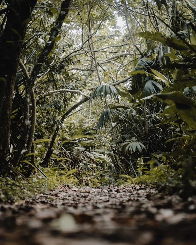 Un sendero que cruza la selva y los árboles en Tortuguero Un sendero que cruza la selva y los árboles en Tortuguero