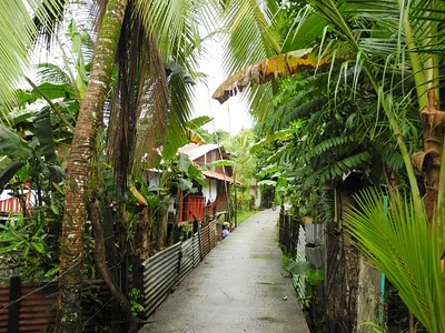 Un sendero en el pueblo de Tortuguero rodeado de plantas y árboles. Un sendero en el pueblo de Tortuguero rodeado de plantas y árboles.