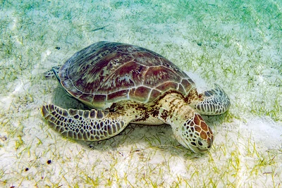 Una tortuga verde alimentándose de pasto marino Una tortuga verde alimentándose de pasto marino