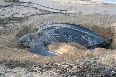 Una tortuga laúd hembra cavando un hoyo para poner huevos. Una tortuga laúd hembra cavando un hoyo para poner huevos.