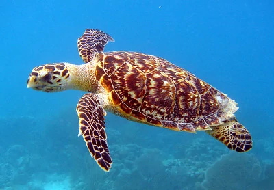 Una tortuga carey nadando en el océano Una tortuga carey nadando en el océano