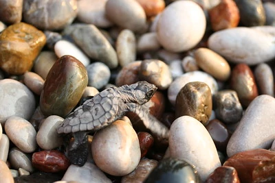 Una tortuga boba juvenil que intenta alcanzar el mar en una playa de piedras Una tortuga boba juvenil que intenta alcanzar el mar en una playa de piedras