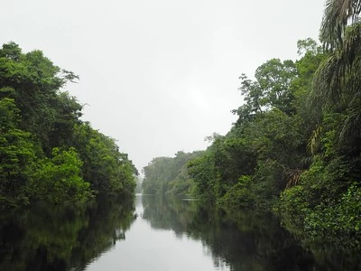 Un canal de Tortuguero rodeado por la densa selva tropical. Un canal de Tortuguero rodeado por la densa selva tropical.