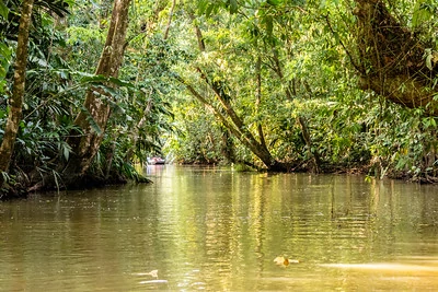 Un canal estrecho rodeado de árboles y plantas en Tortuguero. Un canal estrecho rodeado de árboles y plantas en Tortuguero.