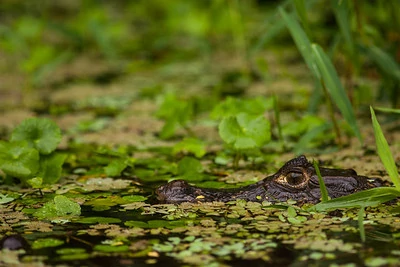 Un caimán mirando a través del agua en un canal, Tortuguero Un caimán mirando a través del agua en un canal, Tortuguero