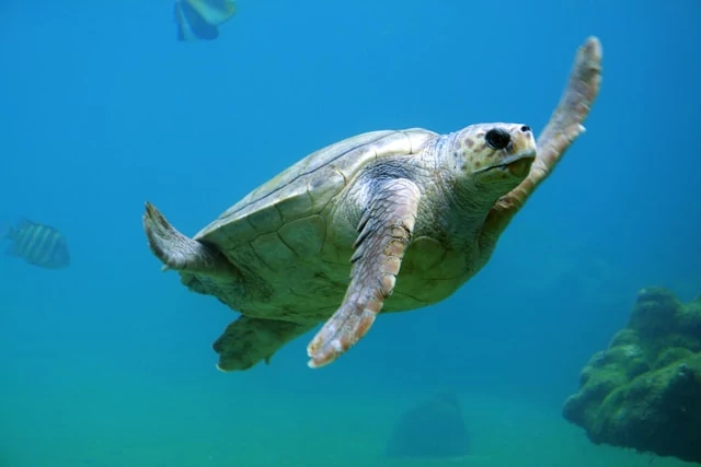 Una tortuga marina nadando bajo el agua Una tortuga marina nadando bajo el agua